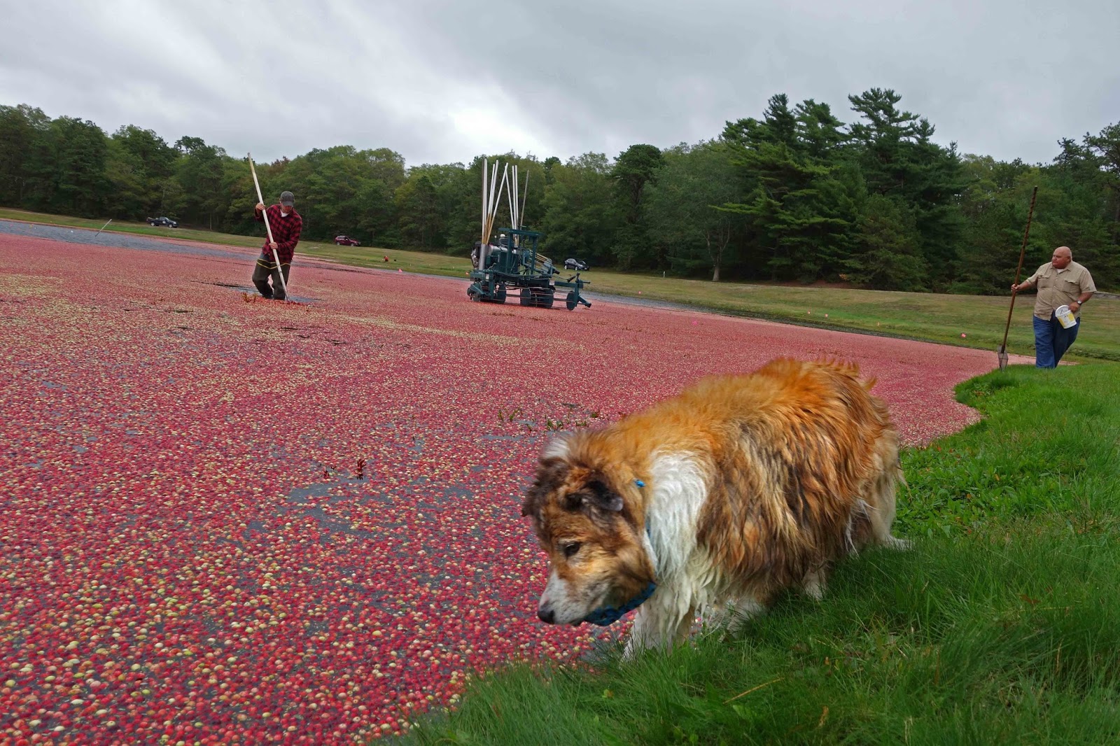 Joe's Retirement Blog Cranberry Harvest, Landers Farms, Ellisville