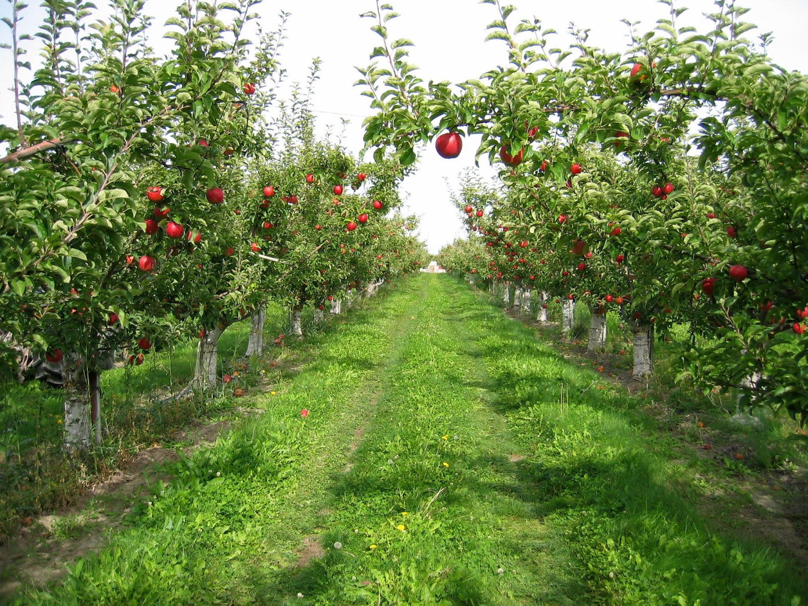 Irish Mountain Orchard Irish Mountain Orchard Gearing Up for Harvest