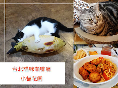 台北貓咪咖啡廳 小貓花園 食記