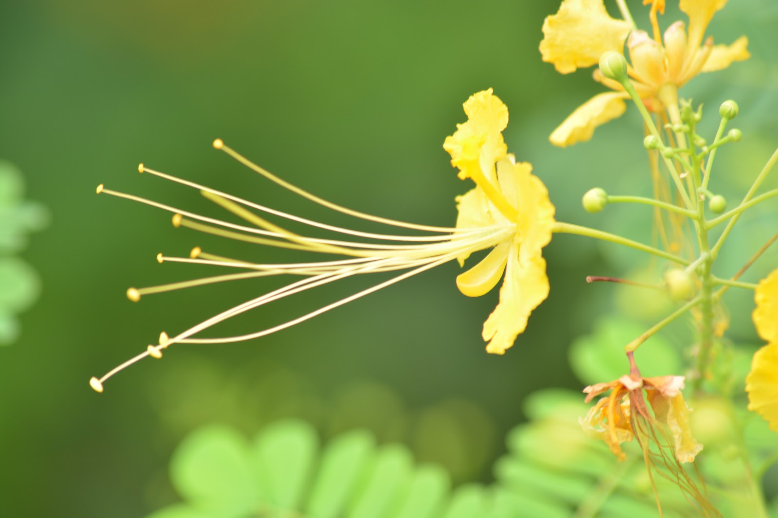 Tanaman Hias Berbunga Indah Kembang Merak Caesalpinia Pulcherrima Planter And Forester