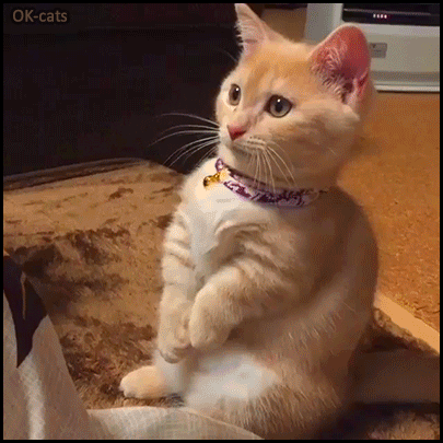 Funny Kitten GIF • Hungry kitty setting like human begging for food in a funny and cute way.