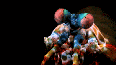 pic Mantis Shrimp Breaking Glass Gif the deadly mantis punch