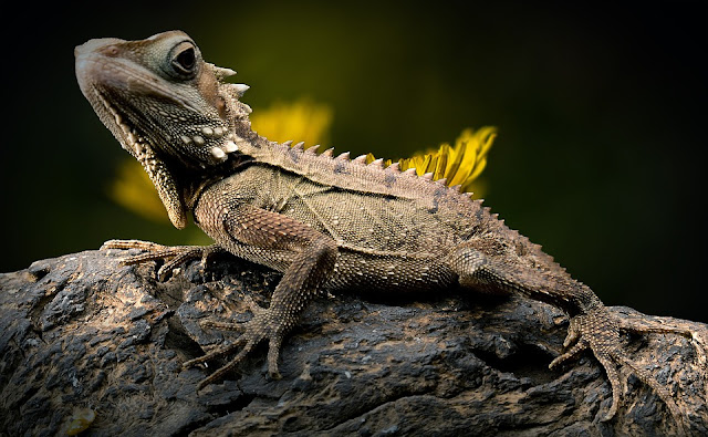 lizard-2427248_960_720