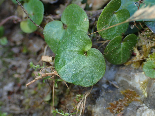Cymbalaria hepaticifolia