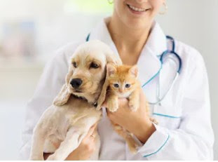 What Is Not Covered by Pet Insurance?