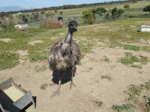 A Emu in "Cape Town Ostrich Ranch".