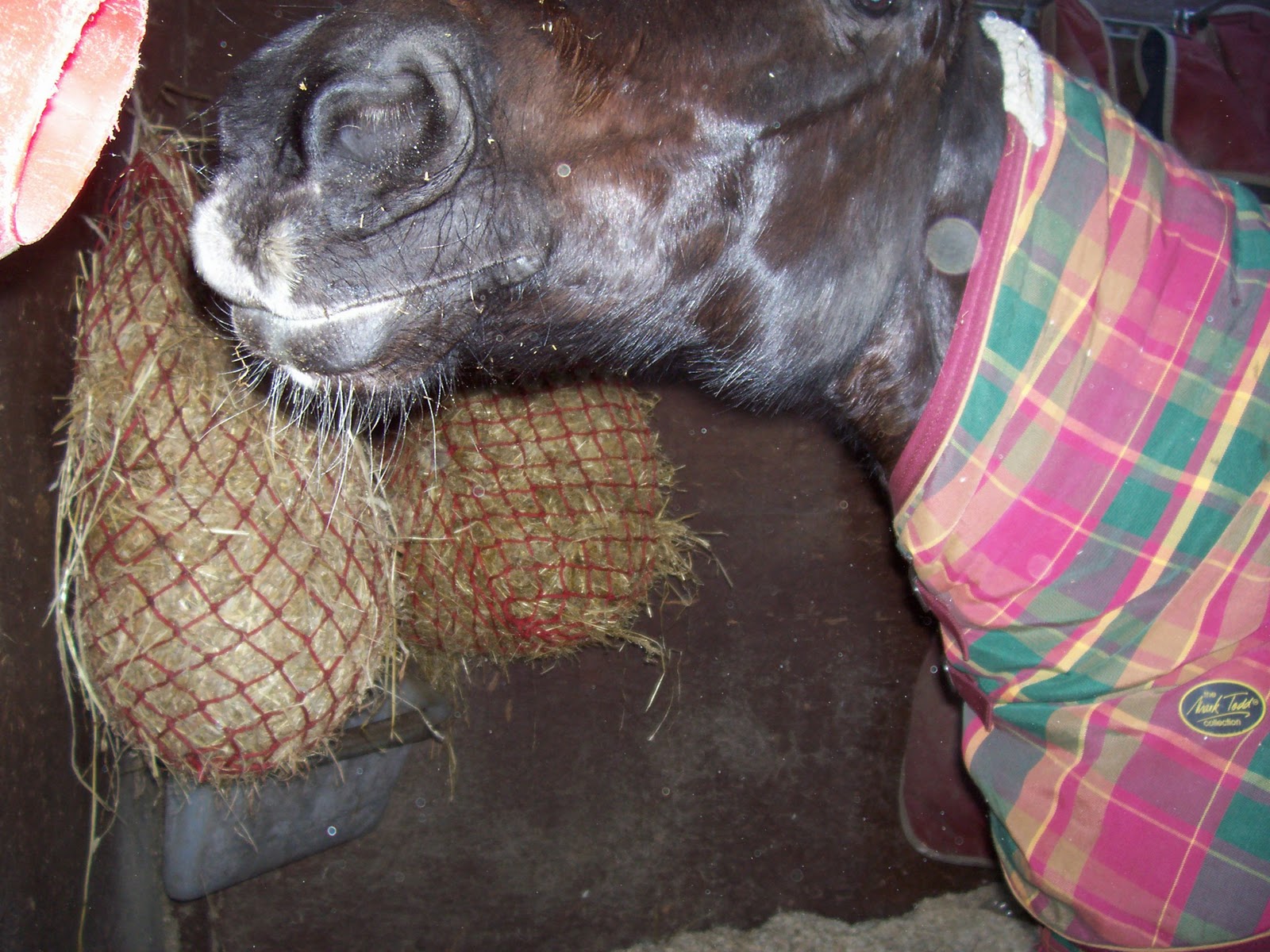 The Horse Talker Horse Rugs Are You Ready For Winter?