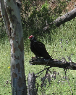 Turkey vulture perched on a dead tree, San Martin, California