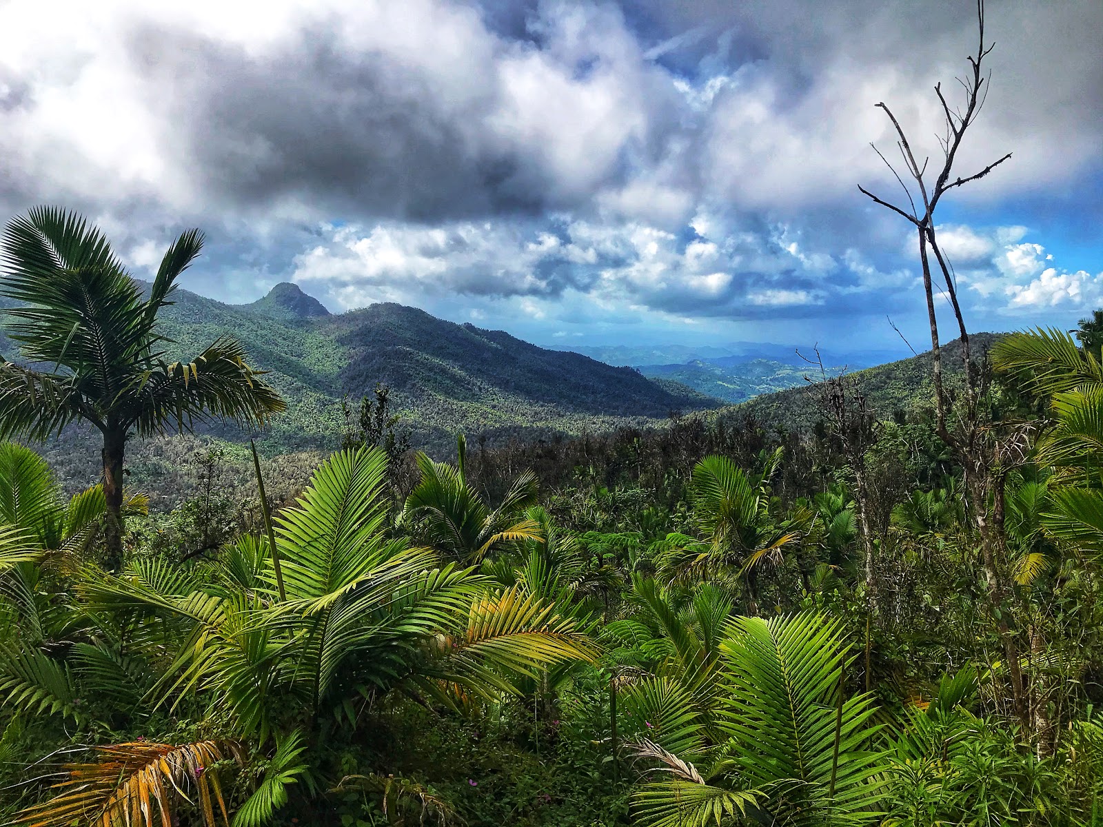 Puerto Rico Trip 2019 El Yunque Rainforest