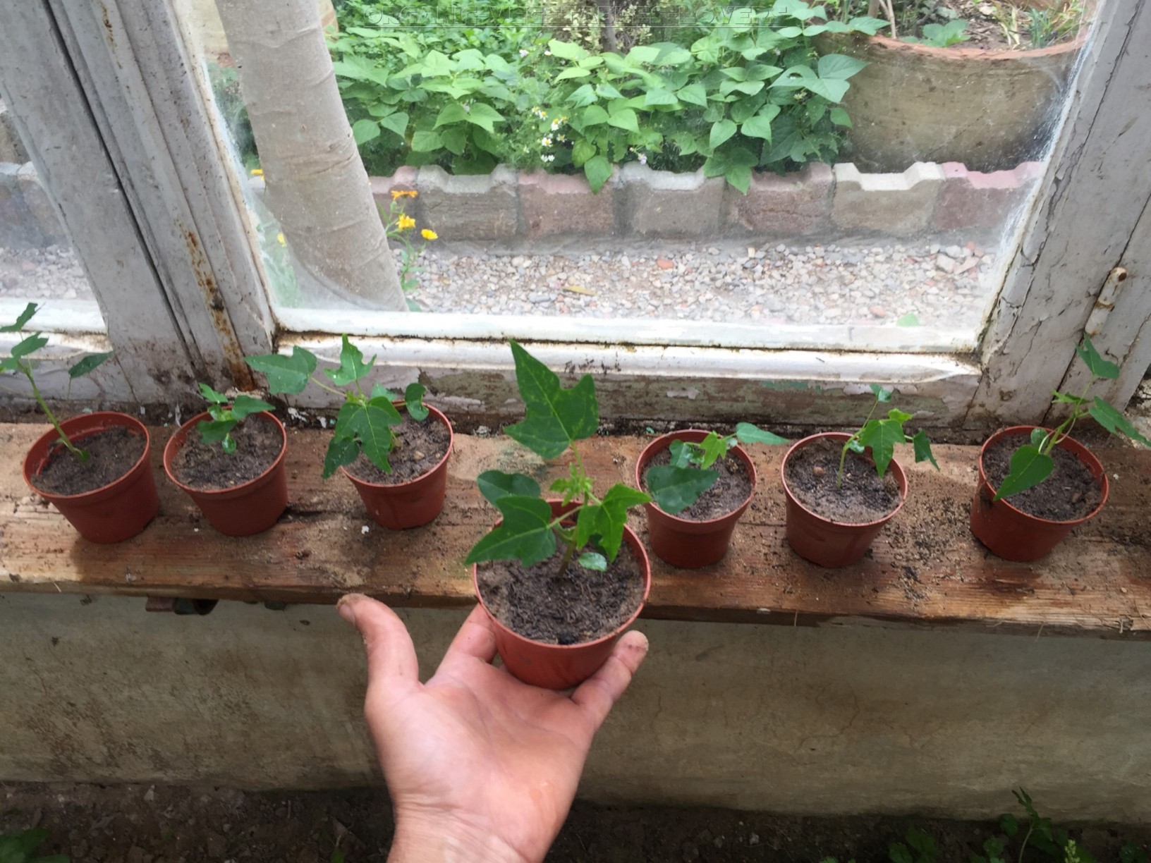 Starting papaya from seeds indoors is easy, with good care after two years you will have an established plant to produce fruit