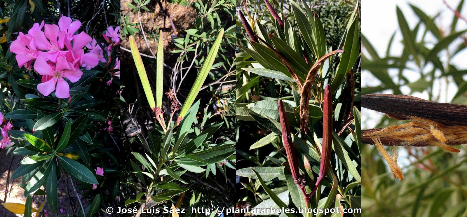 PLANTAR ÁRBOLES Arbustos Autóctonos España