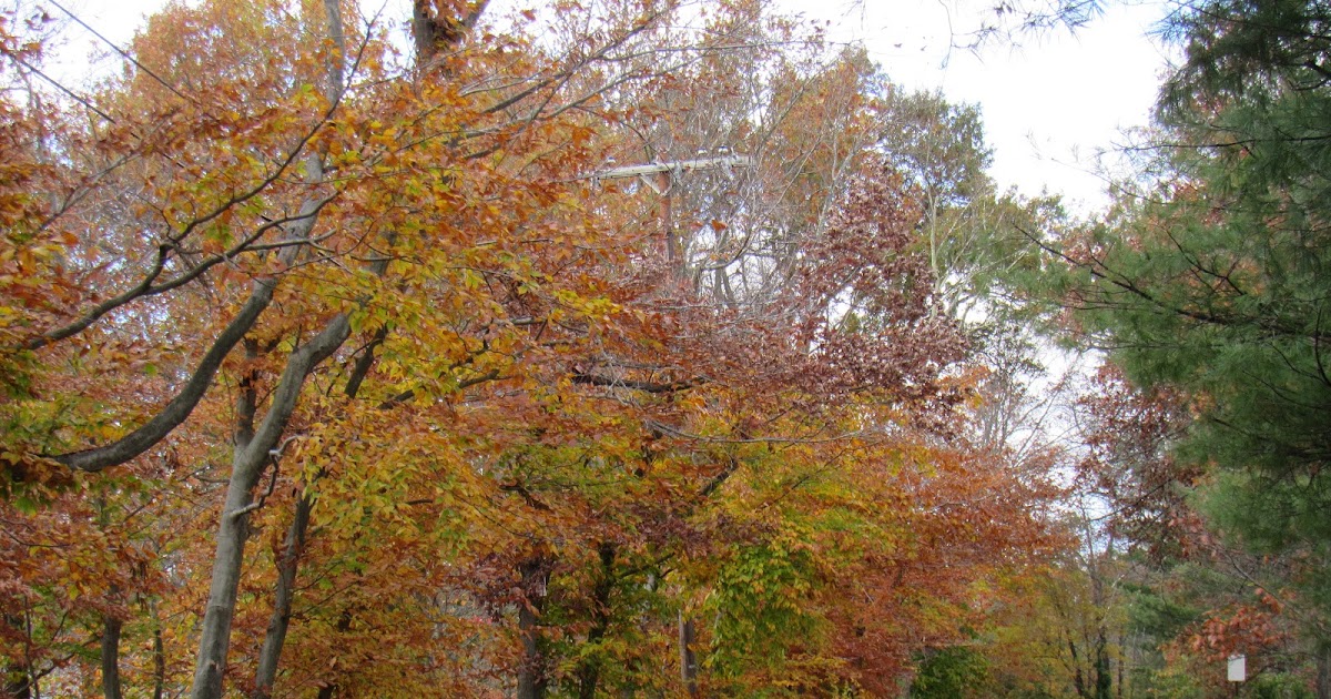 Essex County Place: Photo of the Day 11/4/20
