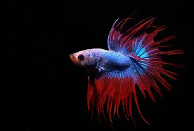 King Crowntail Betta Fish King Crowntail Betta Fish