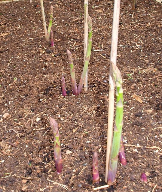 Mark's Veg Plot The end of the Asparagus season