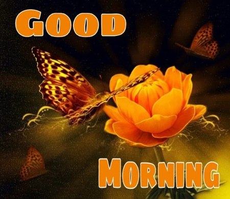 Good Morning Photos Good Morning Photos