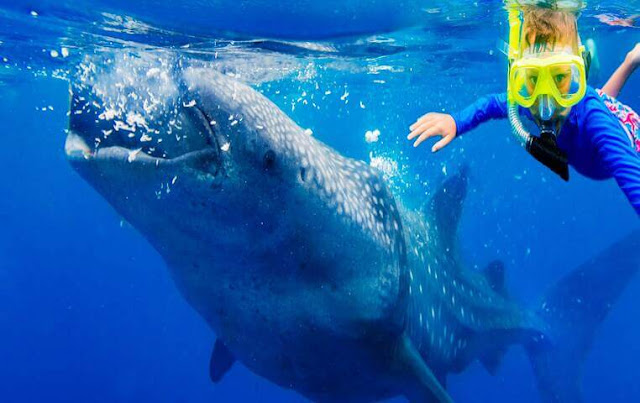 Whale Shark Swimming in Cabo
