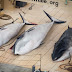 Sea Shepherd intercepta barcos japoneses con cuatro ballenas muertas