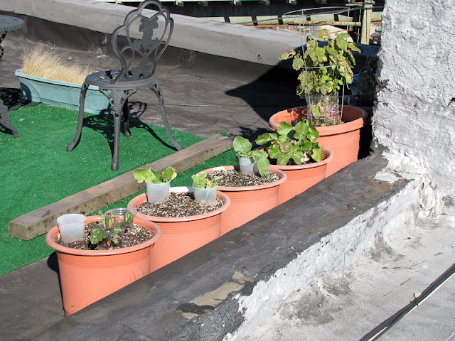 Bucolic Bushwick Rooftop Vegetable Garden 2011