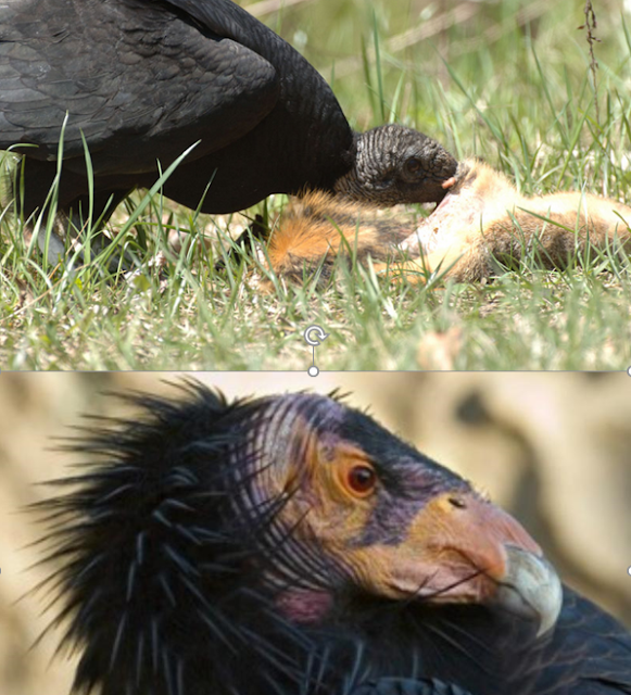 THE WESTERNER Black vultures attacking calves