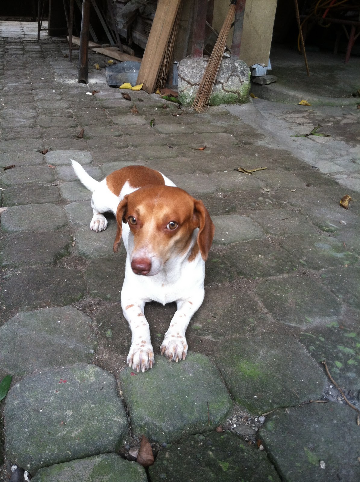 World Travels Dogs from the Philippines!