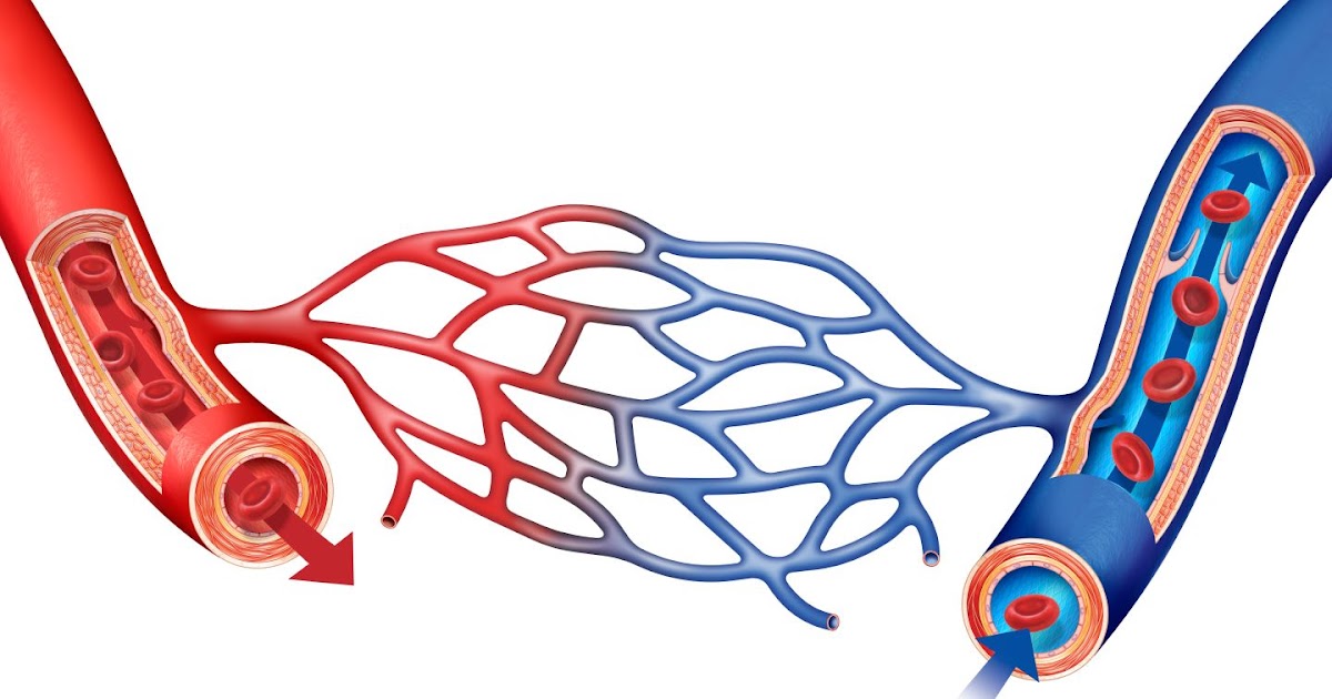 Microcirculation Through Capillary Beds