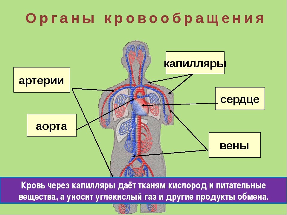 Малый круг кровообращения газообмен происходит. Органы кровообращения. Система органов кровообращения. Кровеносная система человека. Система органов кровеносная система.