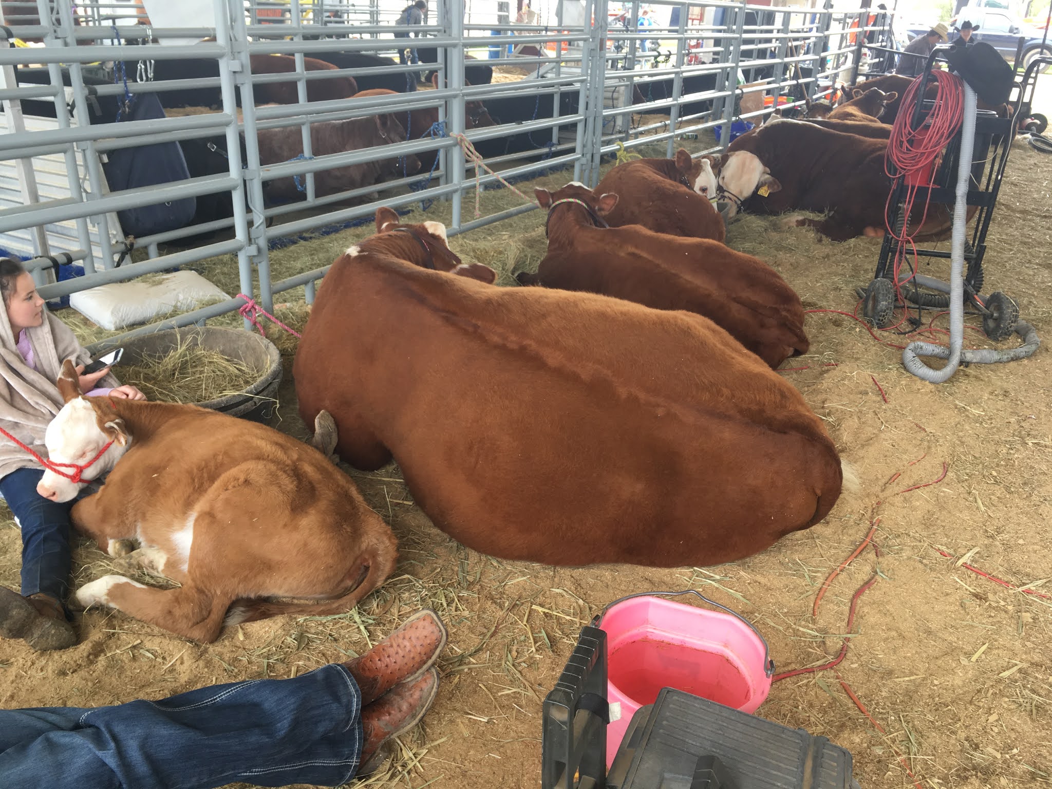 W5 Herefords Van Zandt County Fair Open Show
