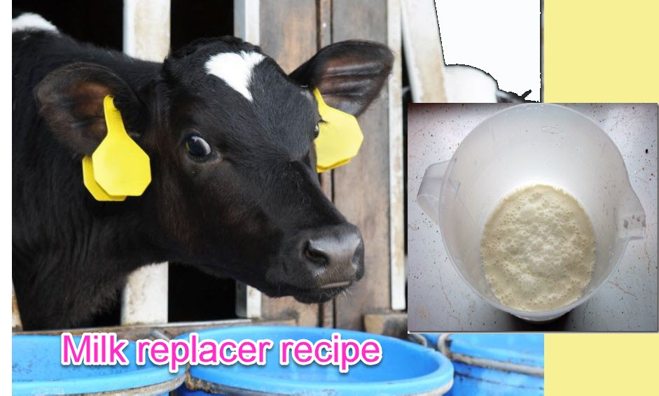 Best Recipe of milk replacer for newborn calves