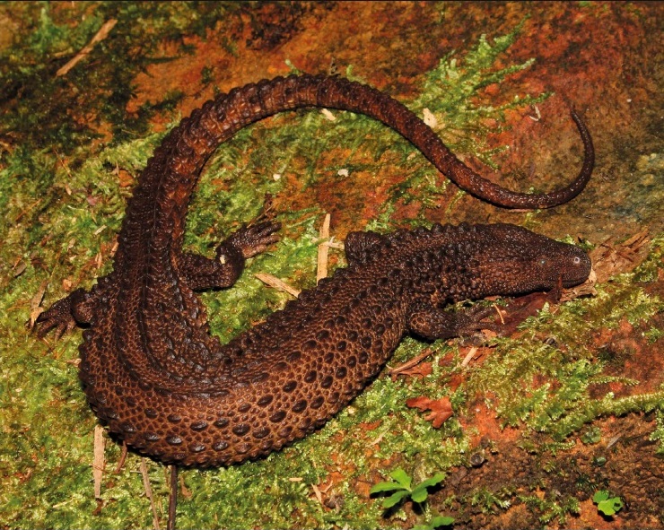 Species New to Science: [Herpetology • 2017] Hidden in the Heart of