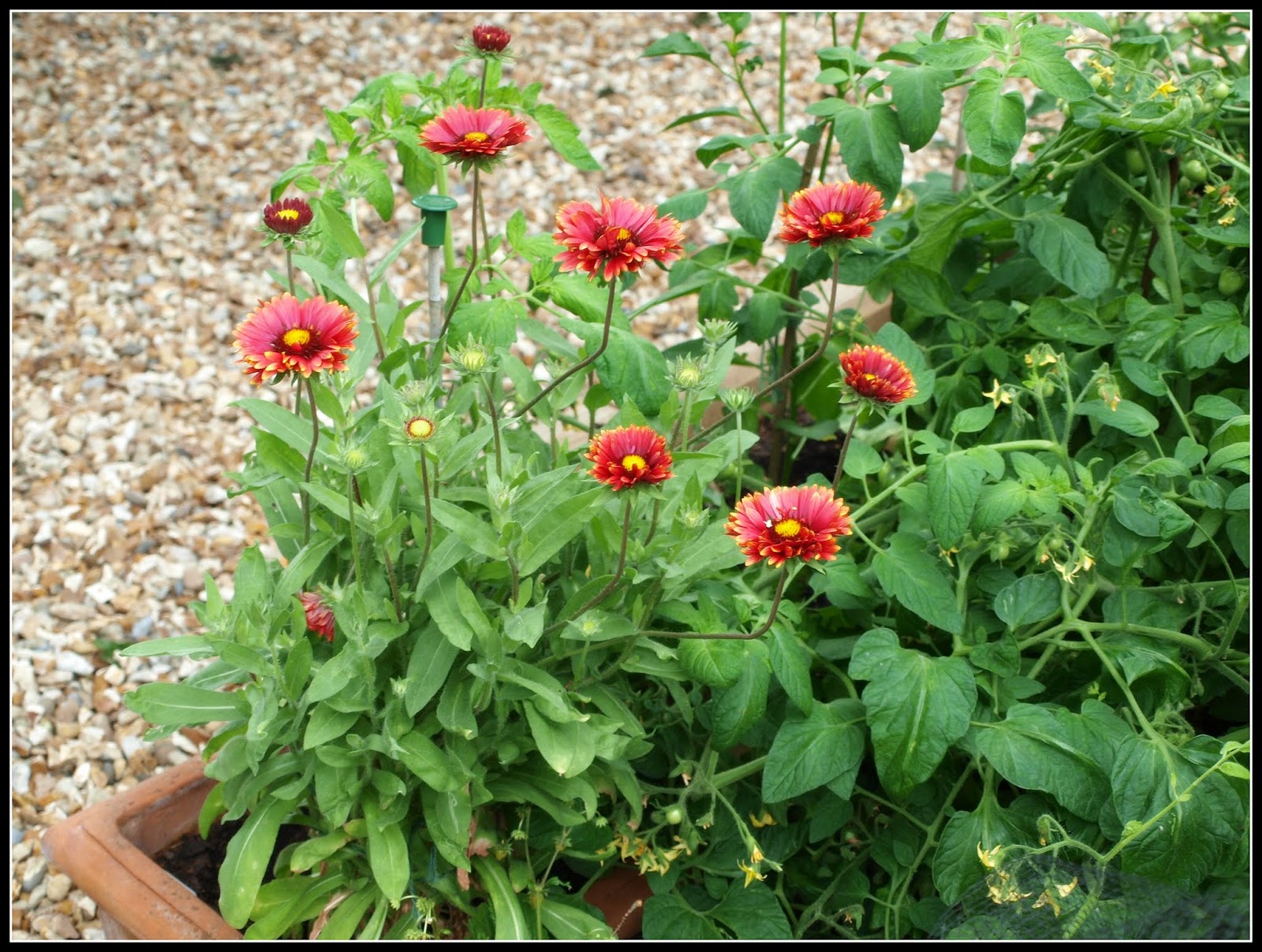 Mark's Veg Plot Gaillardia "Burgunder"