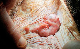 Embrión marsupial