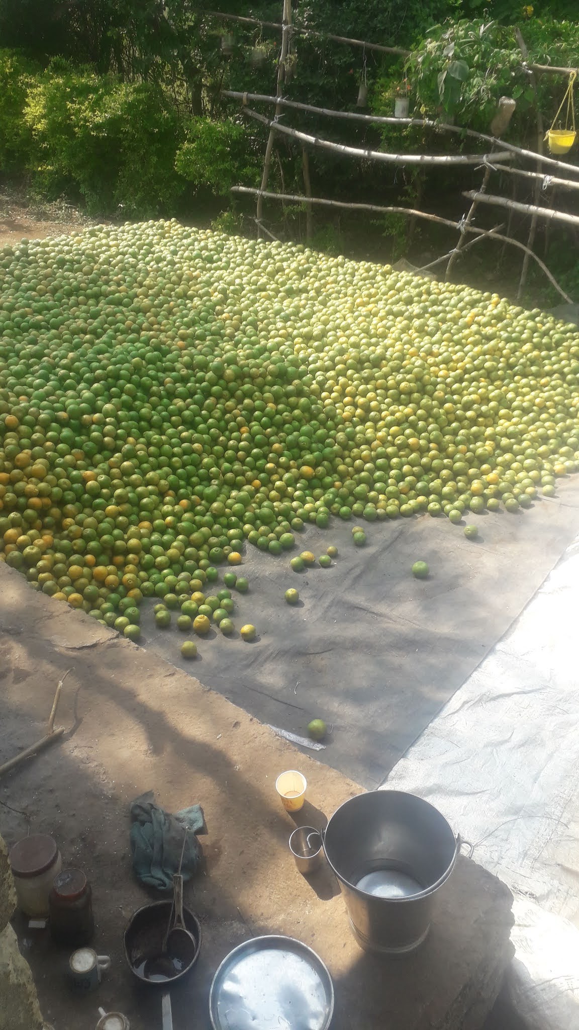 Order Nagpur Oranges Directly Form Farms at 12rs