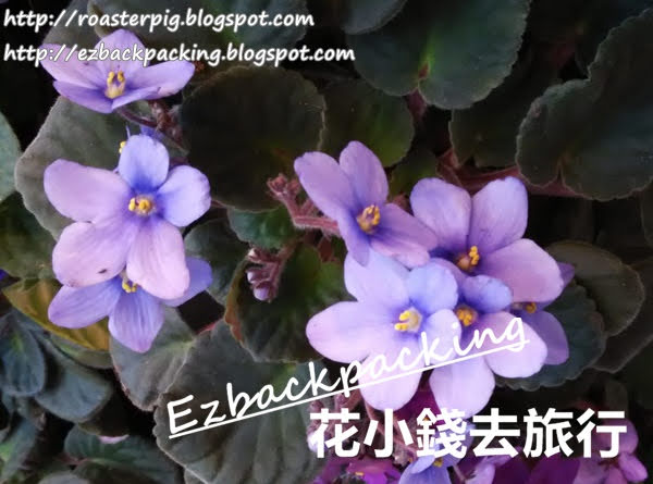 香港公園打卡親子好去處:紫羅蘭展覽