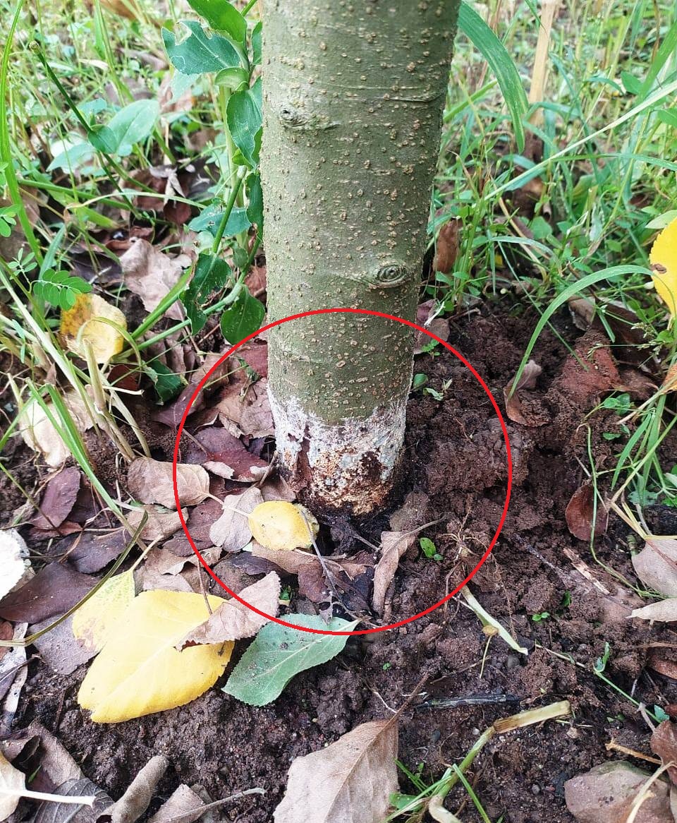 Collar Rot and Root Rot in Apple