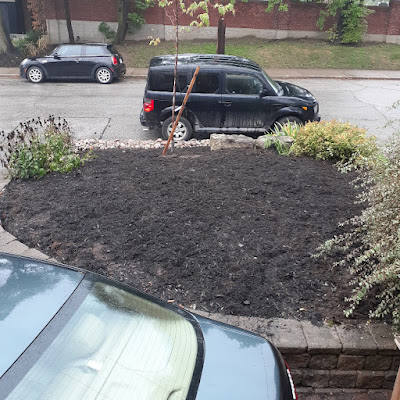 Toronto Allenby Front Yard Weeding After by Paul Jung Gardening Services--a Toronto Organic Gardening Company