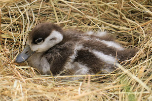 Shelduck