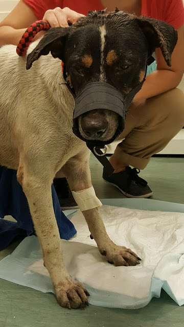 HOPE Dog Rescue: Why is fostering important?