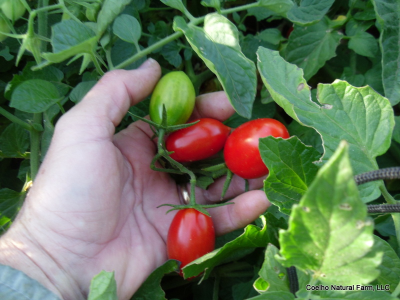 Coelho Natural Farm, LLC Tomato Plants Pulled for Sale