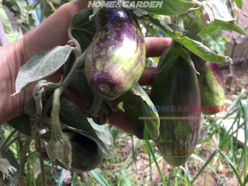 Eggplant is a small- to medium-sized bush vegetable that produces smooth, glossy skinned fruit that can vary in length from 5 to 12 inches long.