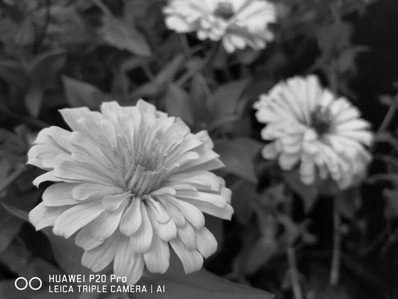 Monochrome Monochrome