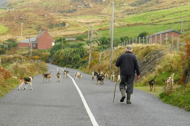 Ring of Kerry Route: Man walking dogs in the road