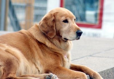 Golden Retriever Canadian Type