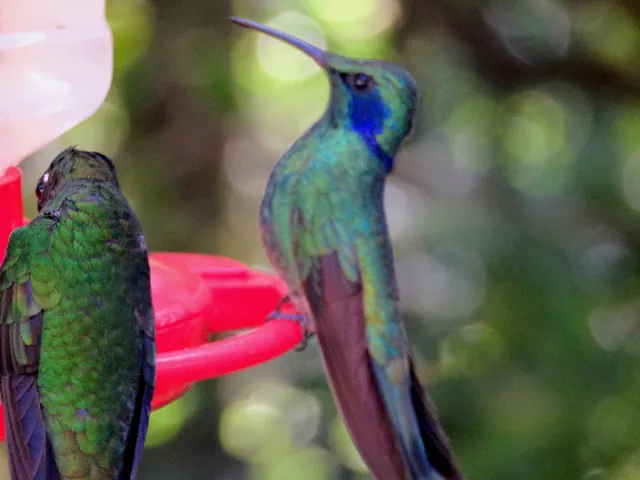 Costa Rica Itinerary: Hummingbird at a feeder