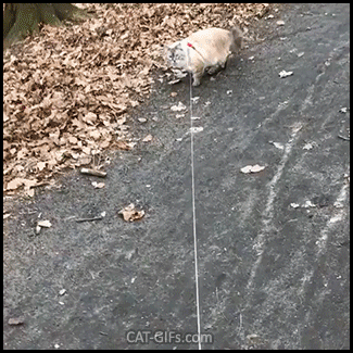 Amazing Cat GIF • Crazy cat with harness runs in the forest and climbs up a tree like a squirrel Amazing Cat GIF • Crazy cat with harness runs in the forest and climbs up a tree like a squirrel