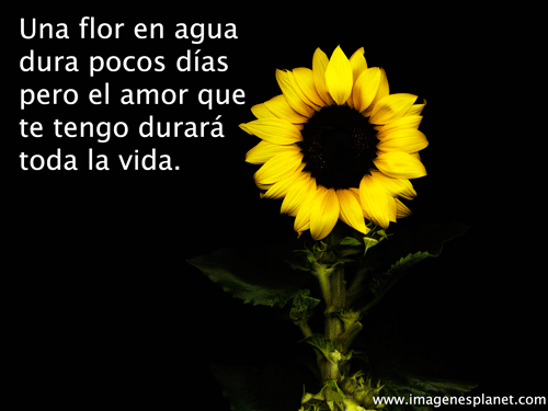 Pin de sebi zapata en buenas noches en 2021 Hermosa flor con frases de amor en movimiento