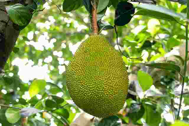 Jack fruit | vegetables name in hindi and hindi