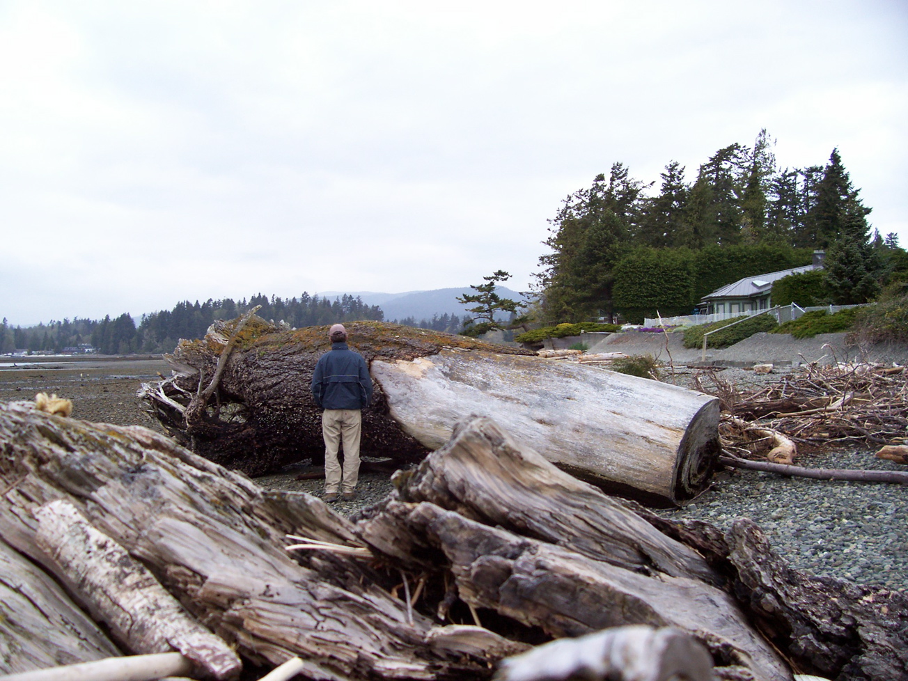 Vancouver Island Big Trees Big Trees
