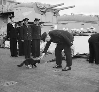 Sam, el gato que sobrevivió a tres hundimientos de buques de guerra