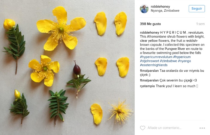 En Instagram: un estudio botánico de las plantas - Guia de jardin