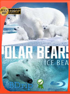 Polar Bears 3D: Ice Bear (2013) BDRIP 1080p Latino [GoogleDrive] SXGO